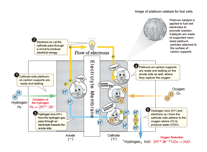 Platinum catalyst is applied to fuel cell electrodes to promote reaction. Electrons (e-) at the cathode pass through a circuit to produce electrical energy.